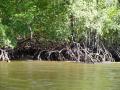 Camamu, mangrove à marée basse