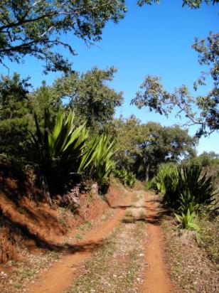 Monte Gordo