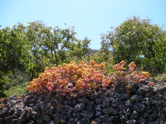 Monte Gordo fleurs