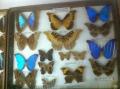 Les papillons de Guyane
