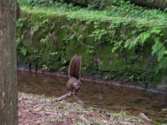 Un habitant des lieux, un peu cabot